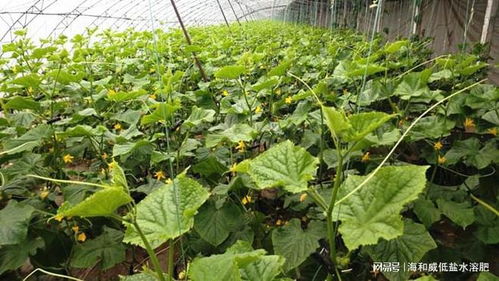 水溶肥：提升品质产量