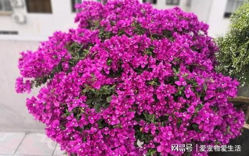 北方耐寒的花树有哪些，适合在寒冷地区种植的花木推荐