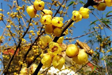 腊梅花的药用和食用价值