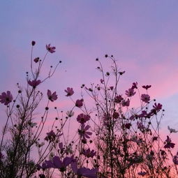 梦幻西游的回忆