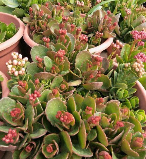 秋季：花卉萌芽的黄金季节