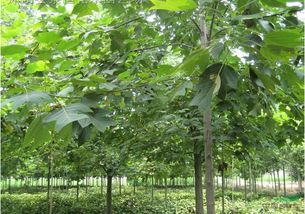 树木价格的启示