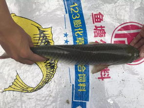 草鱼吃多少饲料才能长一斤，一年按照饲料养鱼能增重多少？