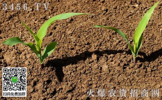土壤调理剂一亩用多少：农业专家的建议