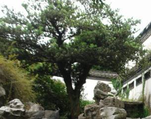 罗汉松：园林中的常绿明星