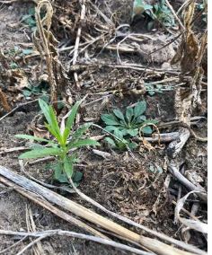 不同除草剂， 不同恢复时间