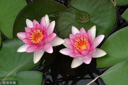 鸿运荷花养殖秘籍：简单易学，轻松绽放富贵之花！