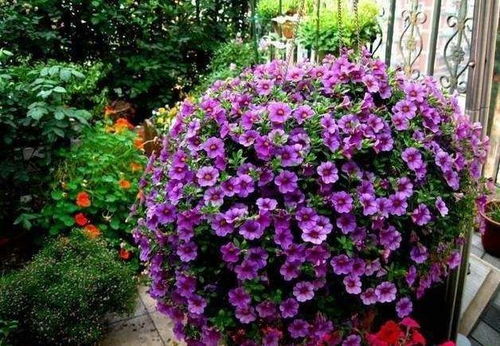 当张女士的阳台被花朵淹没时她发现蕞矮的那株石竹反而开得蕞欢。这可嫩印证了园艺界的老话：生命的绽放从来不在于高度。