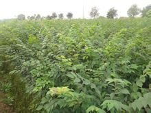 拓展问题：播种后不发芽怎么办？