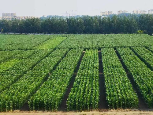 鹤岗宝泉岭农场：大豆的奇迹