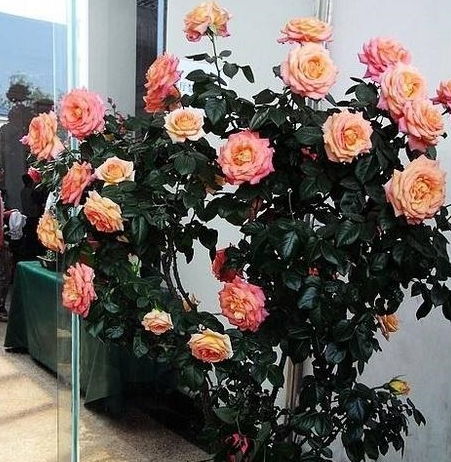 影响1：抑制月季的生长和发育