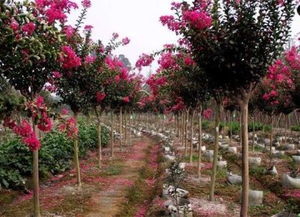 市场行情了解一下