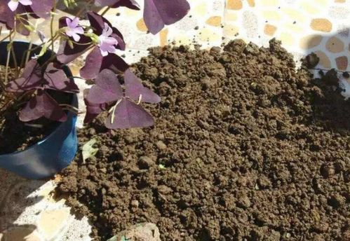 了解植物生长需求和土壤特性：合理浇水和管理