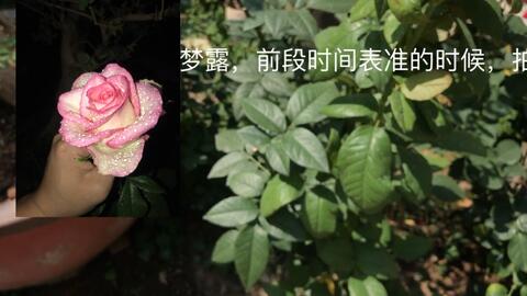 独立月季的美丽与挑战