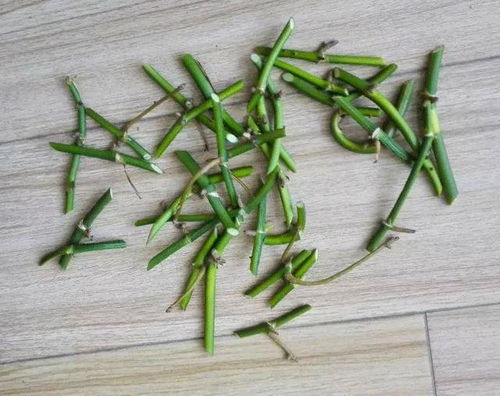 平安树水插，关键节点是