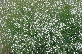 播种技巧大公开