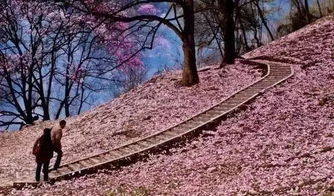 银冠玉花姿优雅，色泽淡雅