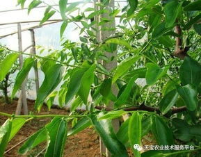 摘心是什么？什么时候摘心效果最好