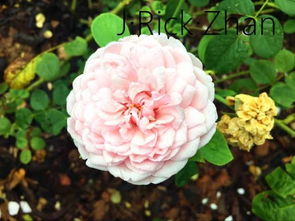 月季， 浓香四溢，庭院里的美丽点缀