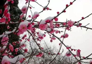 腊梅之美, 如诗如画