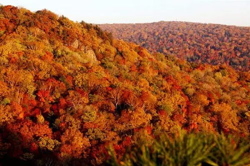 春天种橡树， 就像给小生命穿上绿衣