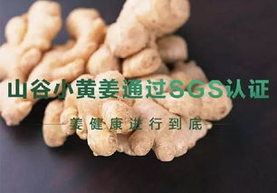 黄姜的农药使用方法大揭秘
