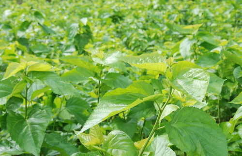 油麻藤种子的药用价值