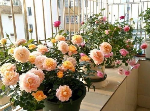 适合你的花园吗？