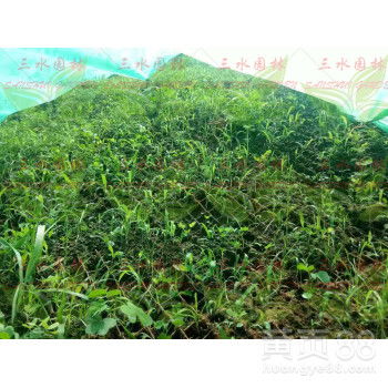 一斤草籽Ke以种多大面积的土地？