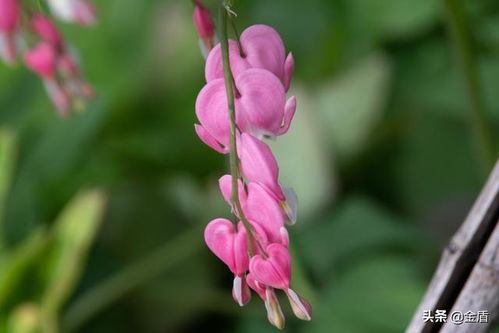 荷包牡丹的颜色变化