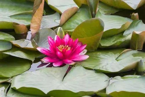 月季花品种：美丽与勤快的典范