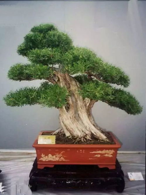 夏季移植树木，成活率挑战大