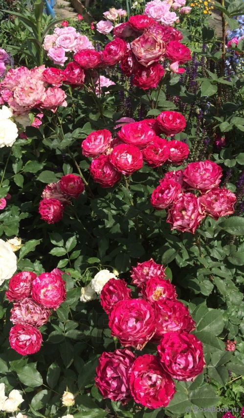 风中玫瑰月季的种植技巧