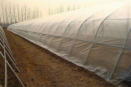 种子处理：防范病虫害的另一途径