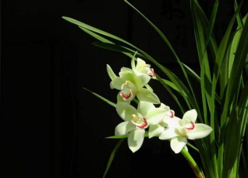兰花根部消毒时可以使用多菌灵吗？