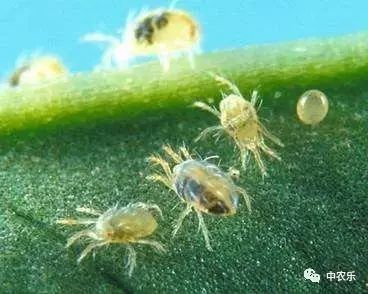 先说说这蚜虫是啥玩意儿