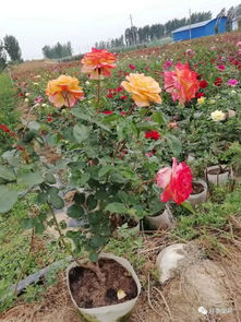 月季造型，创意无限，美不胜收