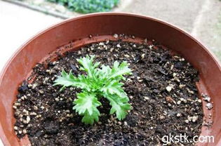 挑选好种子， 泡水助发芽