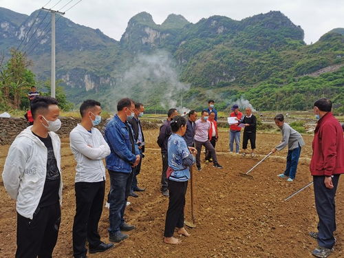 旱伞草在养殖过程中需要注意哪些栽培技术细节