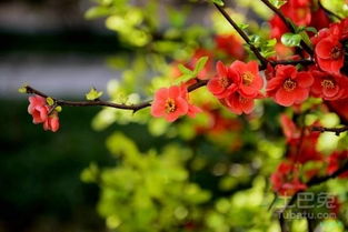 海棠树的价格之谜