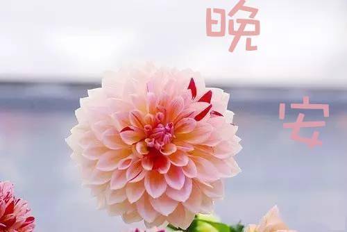 爱之花，心语何人知