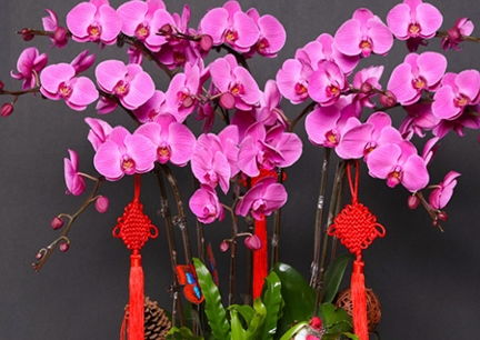 蝴蝶兰养护经验分享&品种推荐