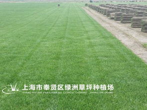 混播黑麦草和早熟禾：巧妙搭配，避免草坪“秃头”