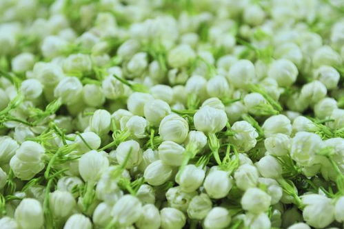 茉莉花夏天如何管理？如何让花朵更香