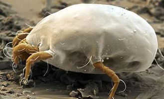 晒被子、高温清洗、专业除螨服务...费时费力费钱！