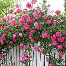 月季的刺，真的那么让人讨厌吗？