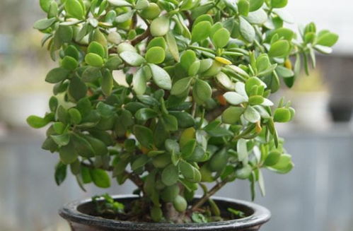 浇水也要讲究方法