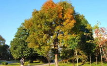 北方城市绿化，树种选择大揭秘！