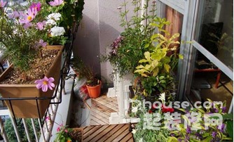 阳台上的绿意盎然——适合新手入门的五种盆景植物