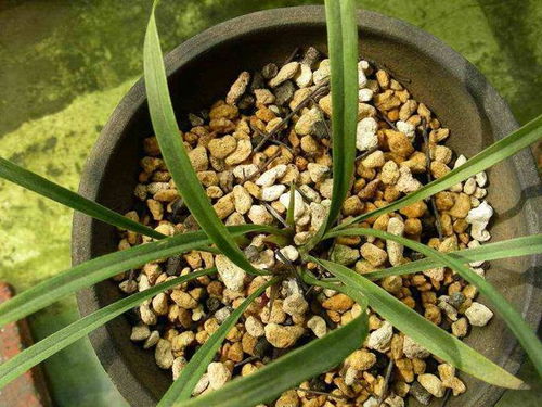 石盆的稳重气质